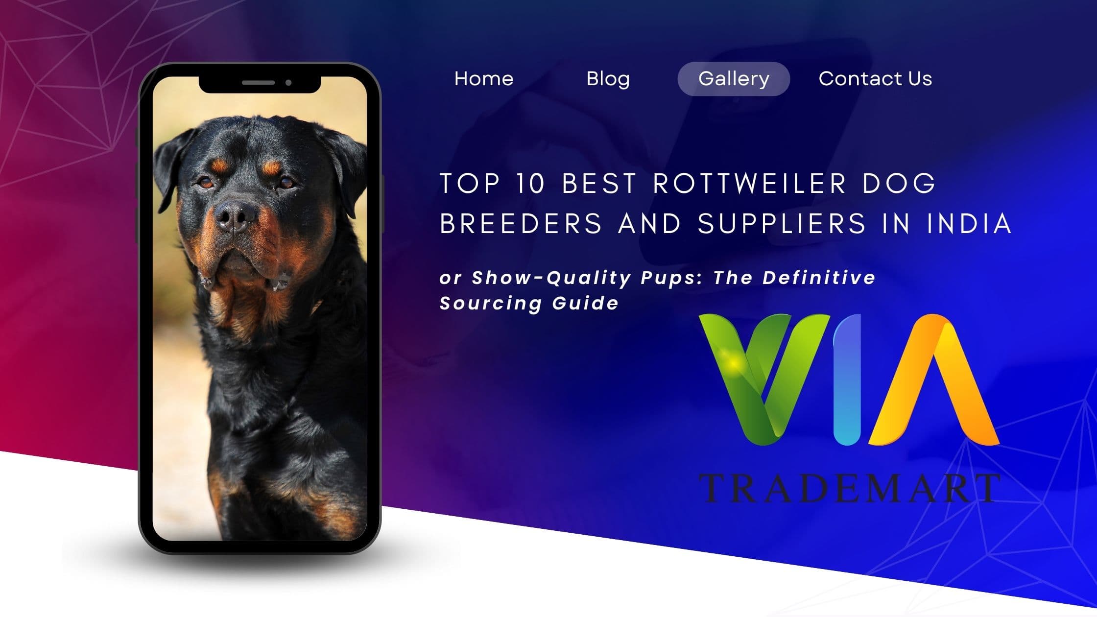Top 10 Best Rottweiler Dog Breeders and Suppliers in India for Show-Quality Pups: The Definitive Sourcing Guide